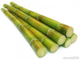 AgBioWorld's tweet image. Brazil has just begun planting #GMO sugarcane, now 1000 acres, the goal is 3.7M acres. Developed by a local company, with Bt gene against cane borer, a widespread insect that costs $1.5B in losses and insecticide expense. Next, RoundUp Ready sugarcane

reuters.com/article/brazil…