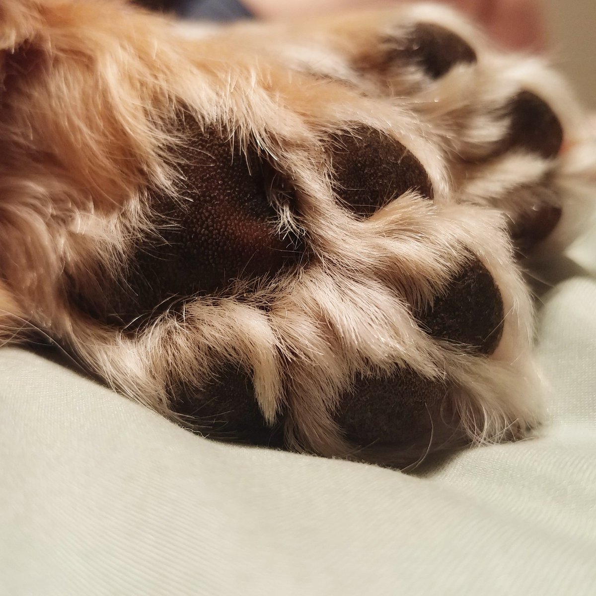 KristinKayNews's tweet photo. Just "paws" for a moment 🐕 #scullyboy https://t.co/JQSsparVqc