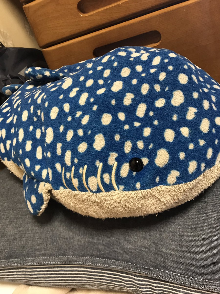 わたちょん No Twitter 海遊館いいなぁーー 海遊館で初めてジンベエザメを見た時にビビビッと来てからジンベエザメファン 今 11歳だけど15年以上毎晩一緒に寝てるぬいぐるみが海遊館で買ったやつなんだよねー 僕の宝物ps Ps めっちょ汚いけどｗ 海