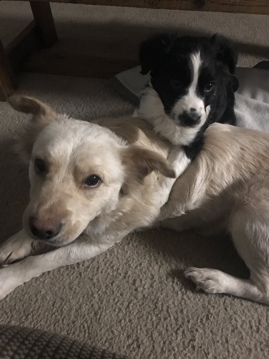 hashtagshana's tweet photo. #Astigirl puts up with a lot...
#Annieyouokay #FindingAnnie #littleorphanAnnie #Anniekins #bordercollie #goldencollie https://t.co/j88OtKdrp3