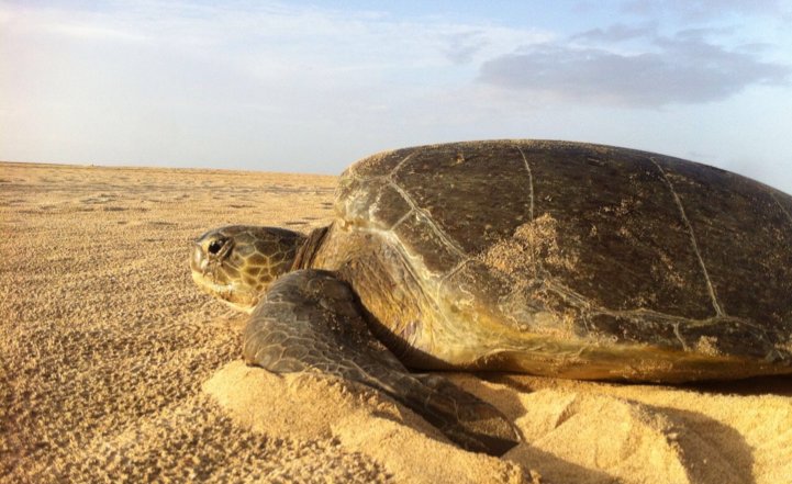 In #CapeVerde, we love #OurBluePlanet because it is home to countless incredible species that deserve to be protected! #WorldWildlifeDay <a href="/OurBluePlanet/">BBC #OurBluePlanet</a>