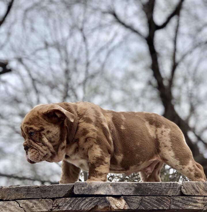 SA_MetalRoofing's tweet photo. El Chapo-takn over Texas bulldogs.. #BlueEyes #BulldogNation #LilacTriMerle https://t.co/14ups2wlTF