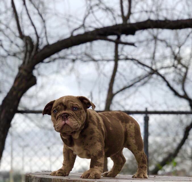 SA_MetalRoofing's tweet photo. El Chapo-takn over Texas bulldogs.. #BlueEyes #BulldogNation #LilacTriMerle https://t.co/14ups2wlTF