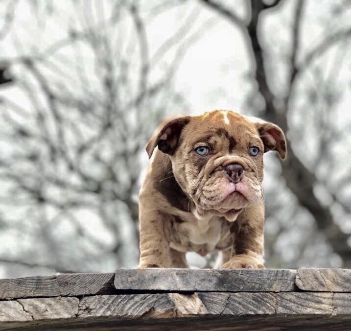 SA_MetalRoofing's tweet photo. El Chapo-takn over Texas bulldogs.. #BlueEyes #BulldogNation #LilacTriMerle https://t.co/14ups2wlTF