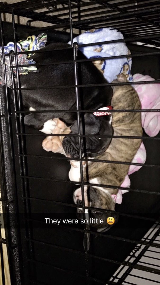 kaaaaalyn_d's tweet photo. Get friends who know the importance of dog updates. https://t.co/zlVl7GKDpd