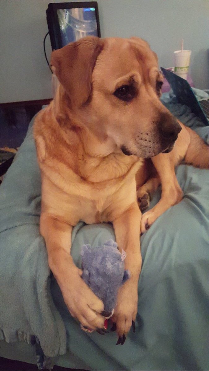 kaaaaalyn_d's tweet photo. Get friends who know the importance of dog updates. https://t.co/zlVl7GKDpd