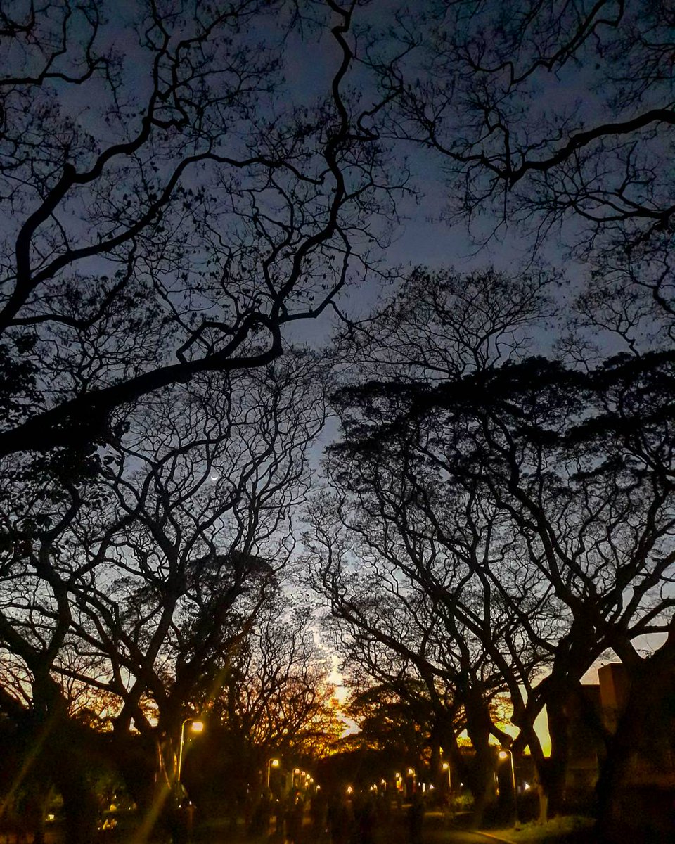 justanotherleaf's tweet image. as the
sun dies away
and hope was about to 
fly the crescent moon caught me with 
her smile
#cinquain #mpy #photopoetry #micropoetry