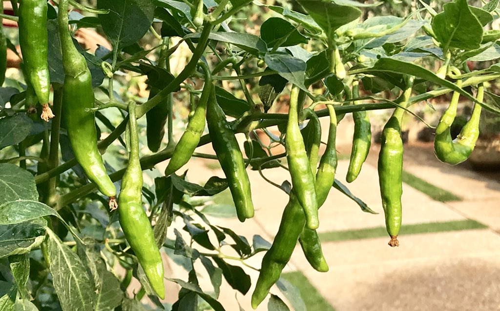 The Chilli Brigade!  #HomeGarden