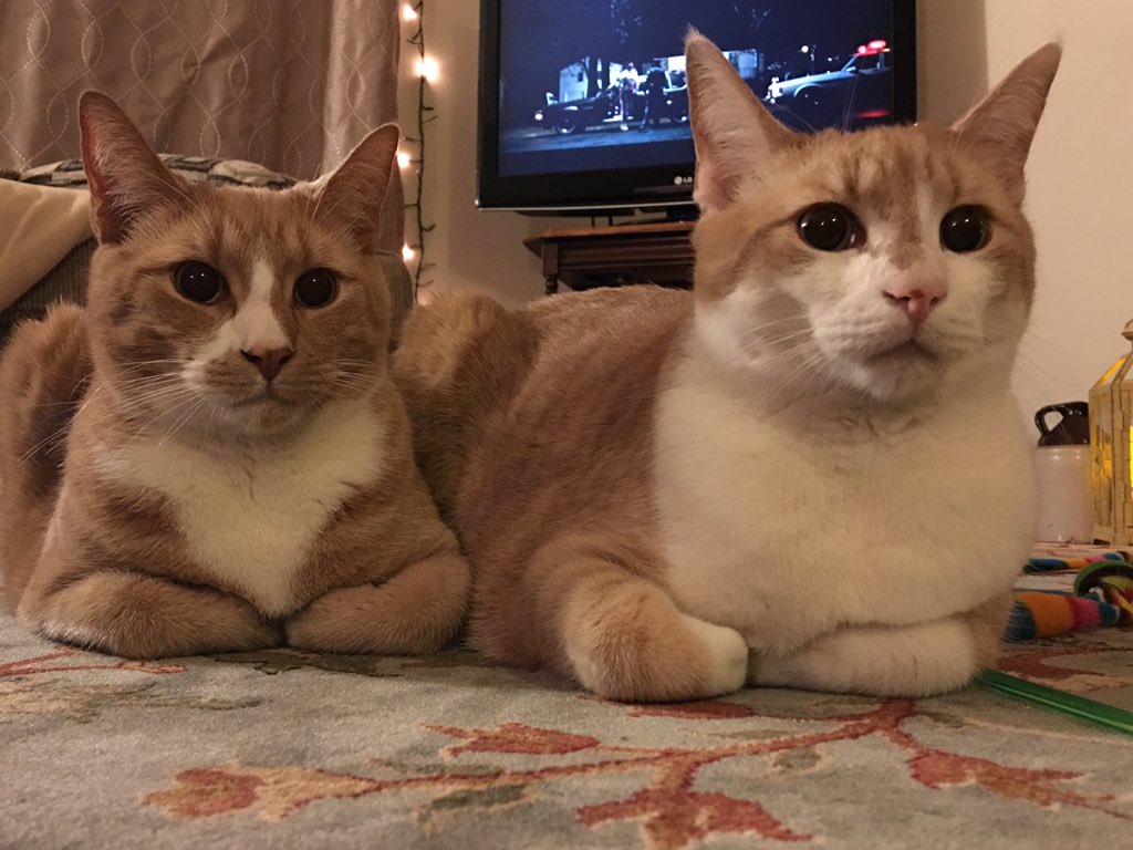 TinyBillyShow's tweet photo. #Hens got our paws in our pockets. https://t.co/g66azjsxNq