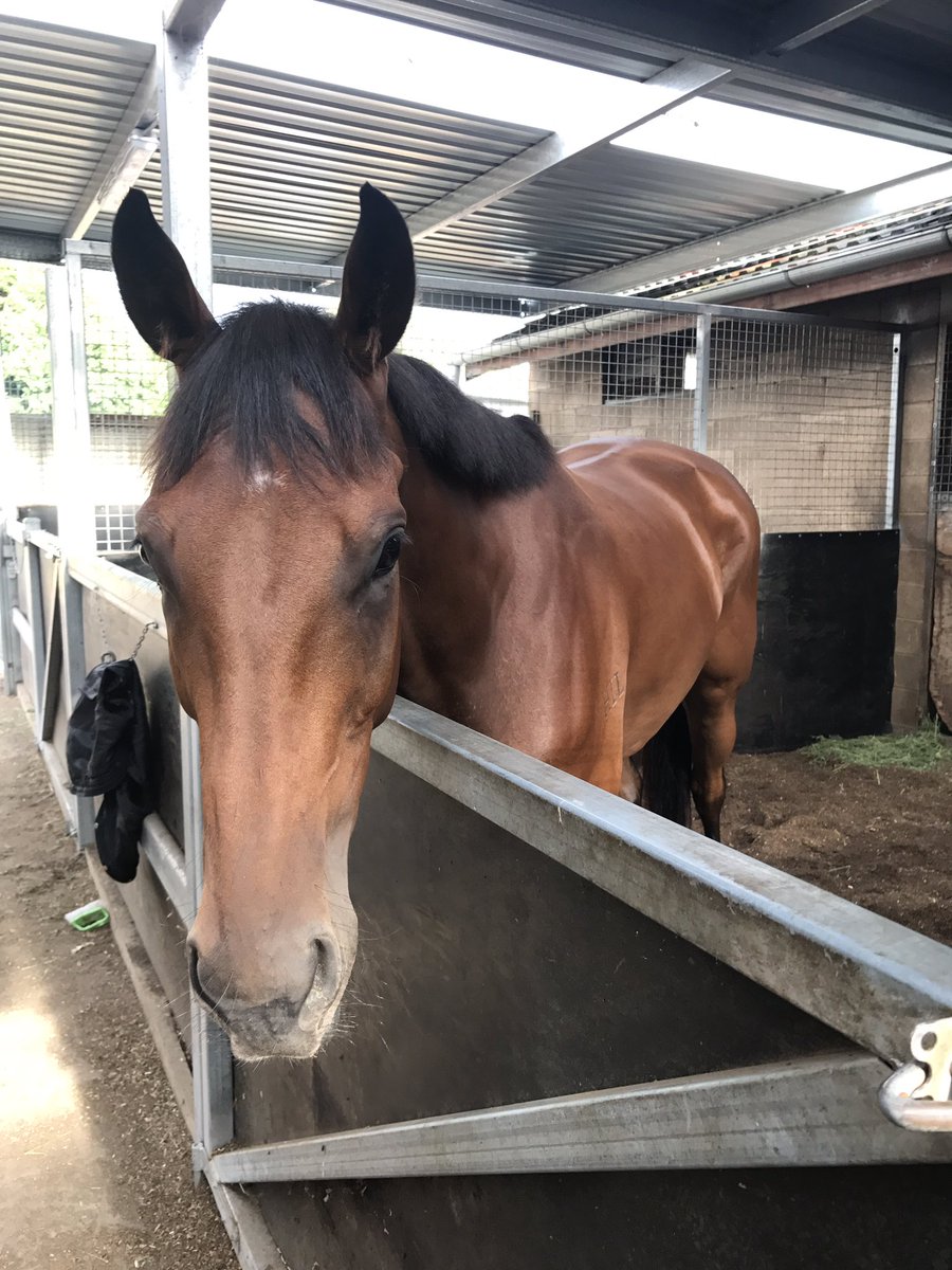 tyla_budden's tweet photo. Invincible Gem looking a picture of health one week out from her first start back for the season! #invinciblegem @Leesracing https://t.co/xqOxWq3BHO