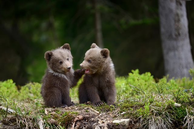 Brother Bears.