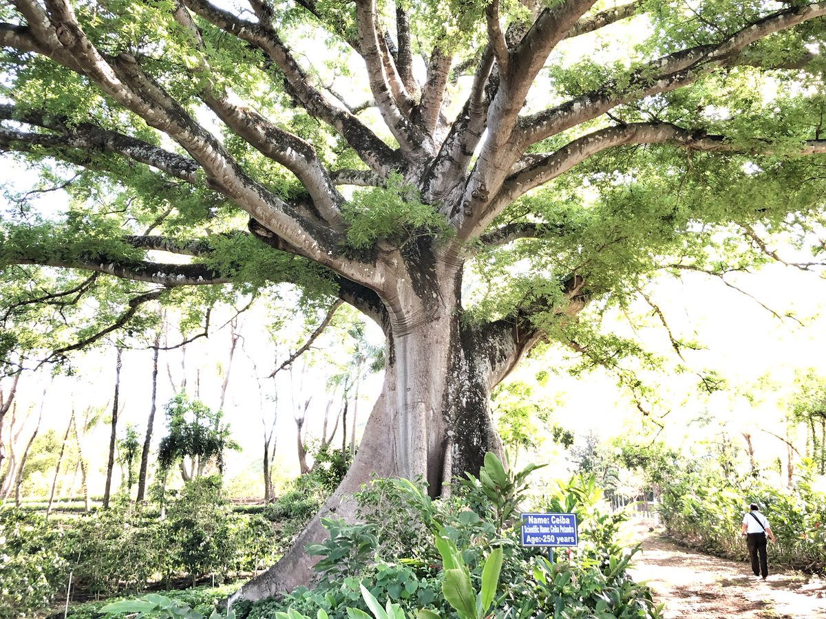 AmaliaMayita's tweet photo. This +250 yr old tree is the oldest being Iโve ever met. Gwow. #beneficiolastrespuertas #elsalvador #iloveelsalvador #specialtycoffee #lightthelight #theluvproject #santaana https://t.co/XRNv9PI3yZ