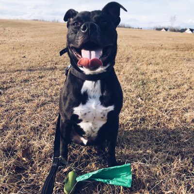 DeenTheDoge's tweet photo. #NewProfilePic https://t.co/RdVHtl8v9v