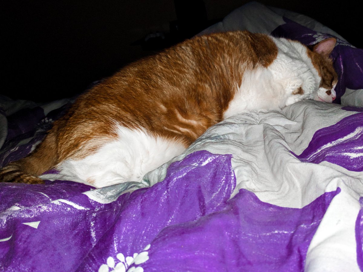 Munchkin_George's tweet photo. Goodnight Moon https://t.co/eajbX2CZaz