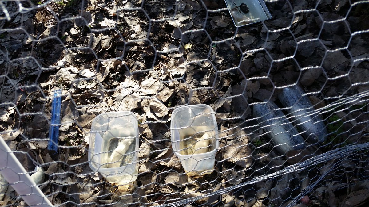 MNPSSouthwest's tweet image. Nothing like a trip to the rat body parts farm @HillsboroBurros to start a Friday morning! Amazing student engagement &amp;amp; skilled teaching @drswartzisr