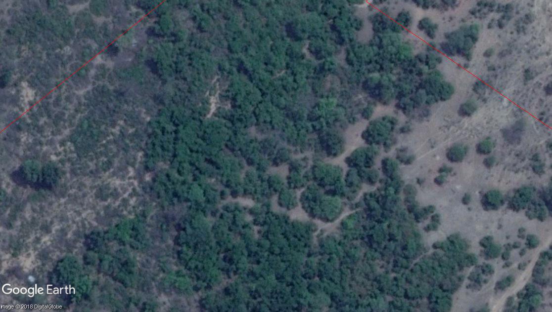 ForestRightsAct's tweet photo. #CAFscam  #Telangana FD: How to destroy natural forests to  plant eucalyptus as compensation for destruction on natural forests: Bayyaram Range, plantation number CAP-413, e-greenwatch @Kum_Sambhav  @Geetanjoy @Jairam_Ramesh @NITIAayog @toi_jayashreeN @gfc123 @down2earthindia https://t.co/wYU7YOWWje