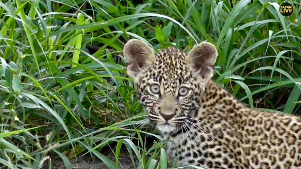 YoAdrian148's tweet photo. Aww sheβs soooo cute!! Thank you Scotty. You just made my day βΊοΈ #safarilive #notrebel https://t.co/YE5k1W80rW