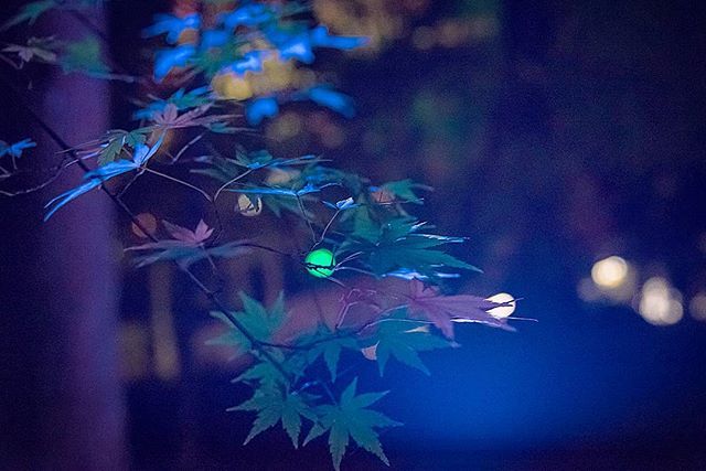 Labodomy's tweet photo. Blue in the dark
#去年の #ライトアップ #円通院 #松島 #宮城 #東北 #blue #dark #leaf #leafs #lightup #entsuin #entsuintemple #japan #tohoku #matsushima #nikon #d750 #nikond750 #nikkorlens https://t.co/ZqtS3JvWnF https://t.co/XaaPnsGtyi