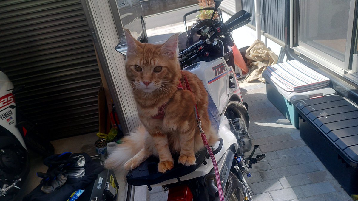 kohaku_yzf_r25's tweet photo. お外の風が暖かい!
#ニャマハ #TDR200 https://t.co/zHcX12jG14