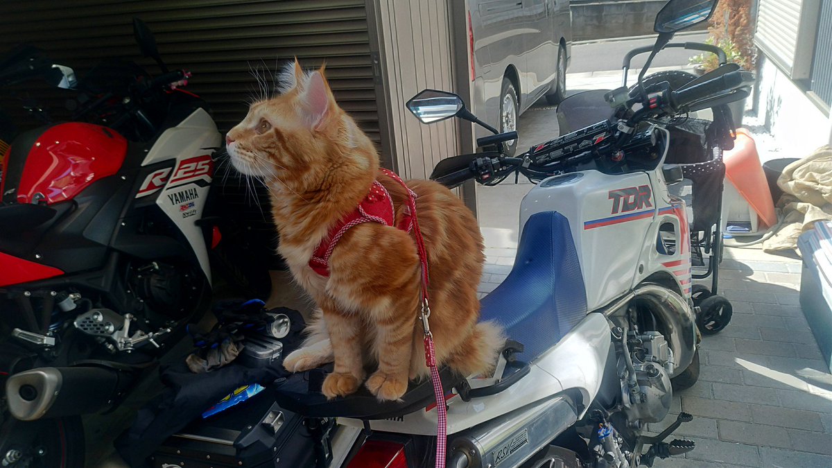kohaku_yzf_r25's tweet photo. お外の風が暖かい!
#ニャマハ #TDR200 https://t.co/zHcX12jG14