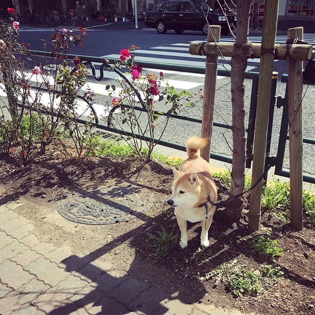 afroblueblue's tweet image. こんな日はもう海行きたいよね🏖

#春来た！🌸
#SpringInTokyo ift.tt/2I0Icjx