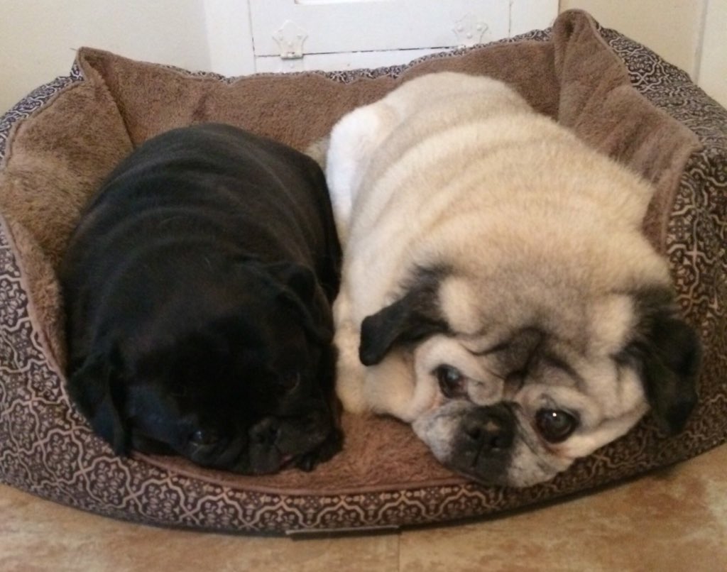 Missing you big brother, you were a true OG. Forever grateful to you for taking in this little lost pug and showing me the happy life. I promise to do the same one day ❤️