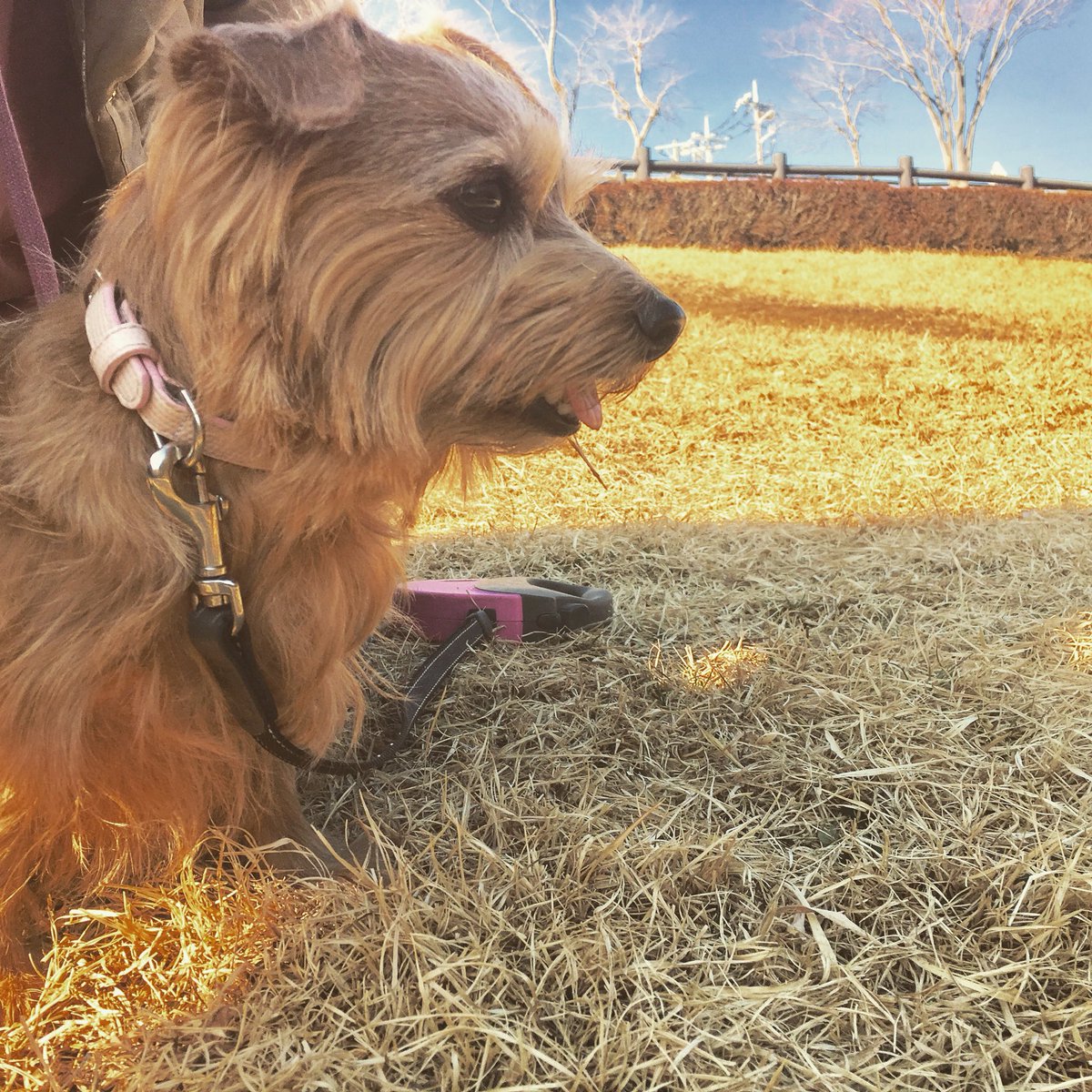 ayurion's tweet image. お散歩の時はチビ犬から解放されてうれしそう