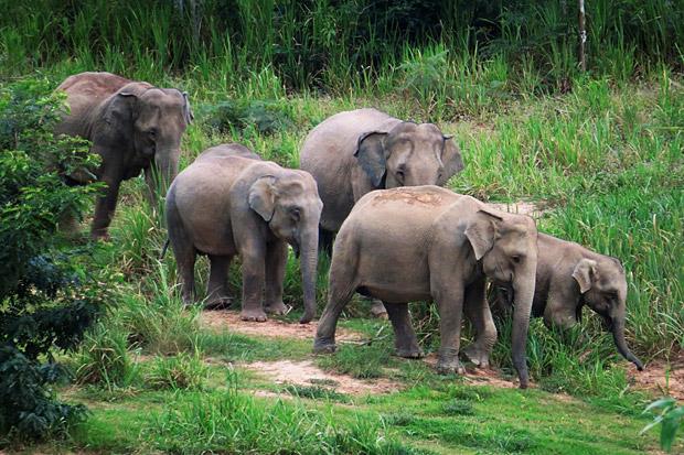 ElephantMovie's tweet photo. The construction of beehive fences, as a deterrent to the raiding of crops by elephants, is taking hold in Thailand! https://t.co/DMhDBnzKqX … https://t.co/NEAgiEBq24