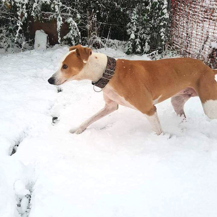 🐾Frazer_FFH🐾 tweet media