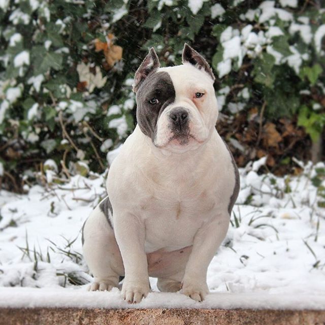 americanbully4's tweet photo. American Bully pocket learn more  ? --->  https://t.co/mEzdxwjY7w

Sansa in the snow.  #snow #snowday #doginthesnow #cold #coldday #bully #americanbully #dogs #dogsofinstagram #dogslife #whiteandblue #fucklimits 📷: @juanjobcn_90  (from instagram) https://t.co/7wHSlBlaPC