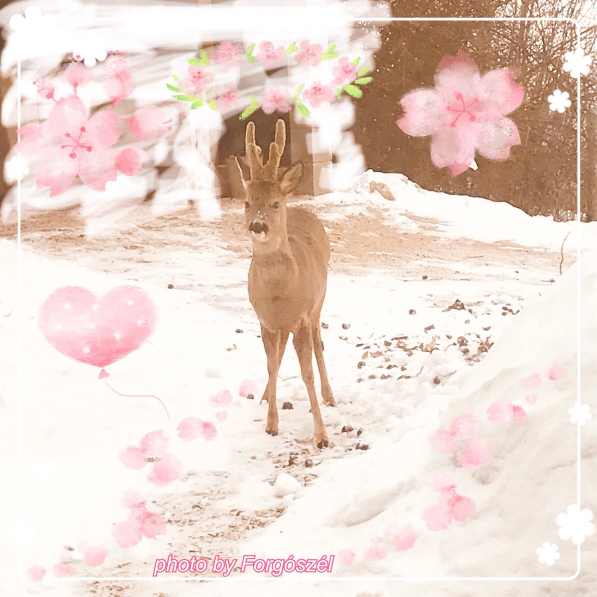 QuantumRebirth's tweet photo. #GoodMorning #Universe ❄️ I’m god and how are you? 😁 #SundayMorning #sundaymotivation #sundaylive #Sunday #SundayFeeling #SundayVibes #PositiveVibes #positivlife 📷 #NaturePhotography #photooftheday #photoshoot 🦌 https://t.co/KJSjzudEi4