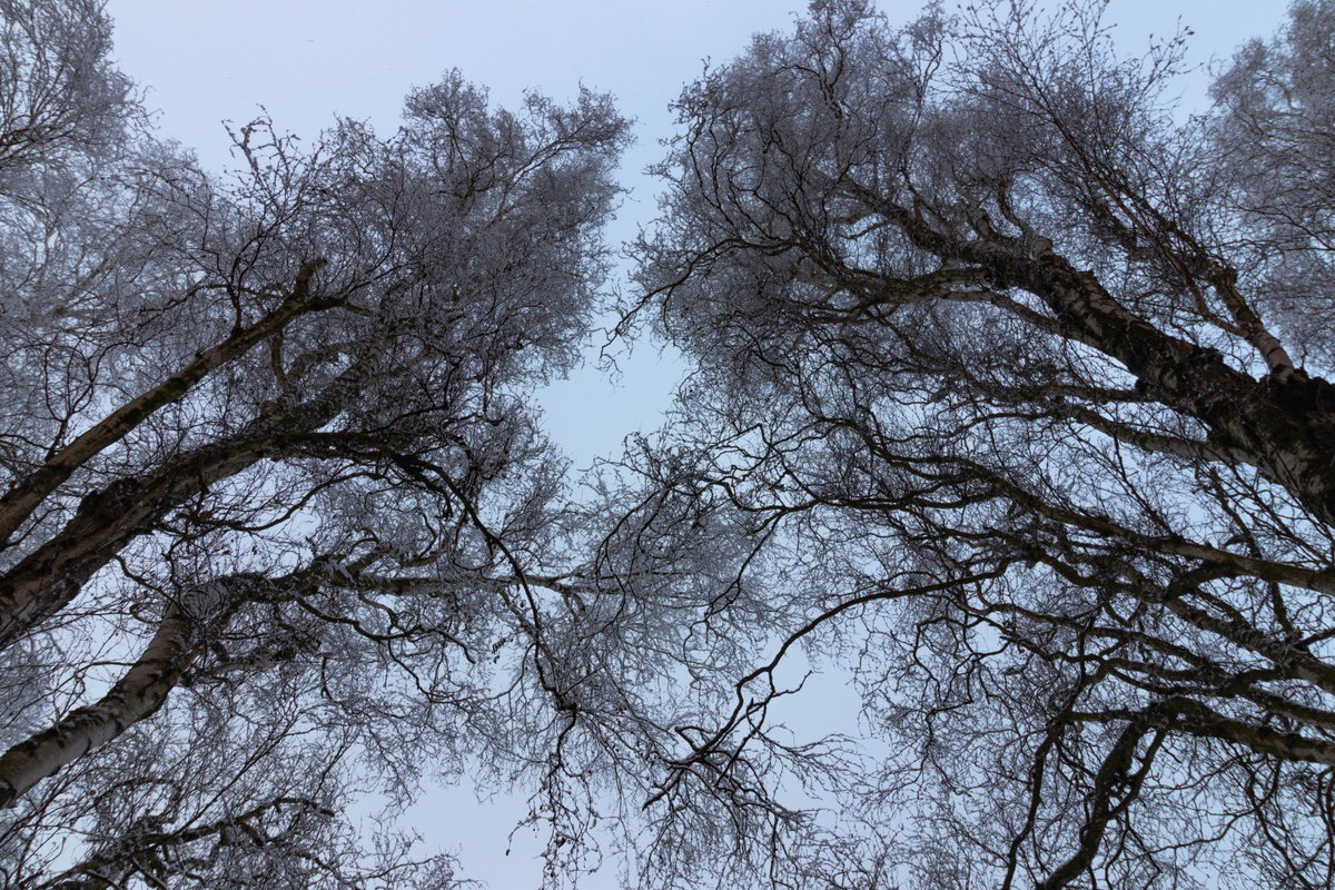 skrcenyz's tweet photo. winter look up to the birch tree crown #winter #photography #photo #tree #birch #treecrown #sky https://t.co/slQaMuS1iA
