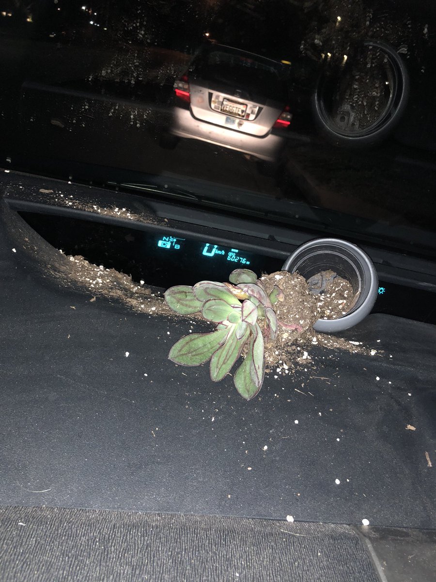 Garrett_Watts's tweet photo. Dear past Garrett, 

  A “dashboard succulent” is not a cute or good idea. Please do not do this. https://t.co/pVvv2BdRPo