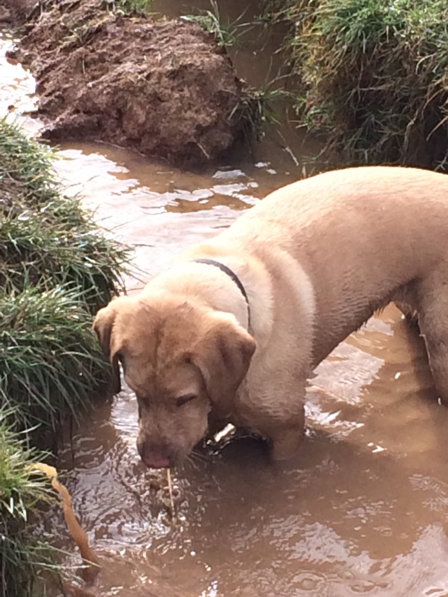PrincessZaraBPS's tweet image. There’s a ball in here somewhere!! @HearingDogs #hearingdog #mudbath ##SundayMorning