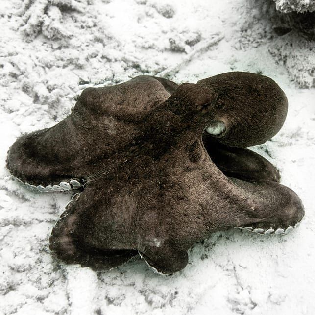 spotmydive's tweet photo. Octo Darth Vader 🦑❤️🖤 📷 by @instalyama ⠀⠀⠀⠀⠀⠀⠀⠀
Tag your photos @Spotmydive to be featured
#octopus #cephalopod #marinelife #sydney #australia #underwaterphotography #diving #ocean  #diving #scuba #ocean #nature #sea #uwphotography #oceanlife #sealife #oceans #pulpo https://t.co/eRIfnnHRCc