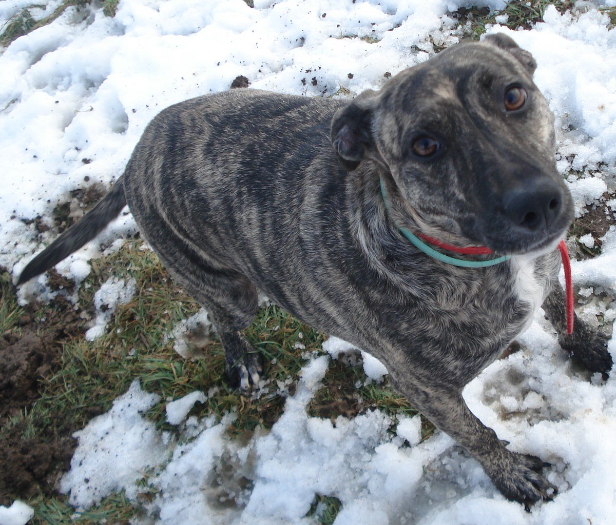 Texting LICK to 70300 gives just £1 to Farplace Animal Rescue. The rescue sees 100%.  (Add words NO INFO for no further texts). Please RT