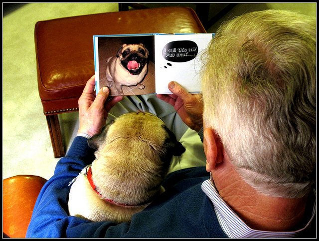 PugPics's tweet photo. "My, what a handsome Pug, Daddy!" https://t.co/9PCavm0R8o #Pugs https://t.co/INd9XXFb9Z