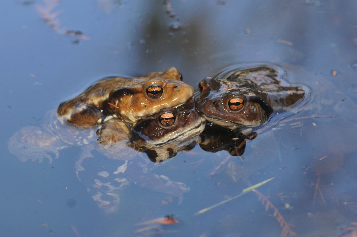 ikebukuronomori's tweet image. ということで、池袋の森で今年もはじまってました。ヒキガエルのカエル合戦。 #toad2018
