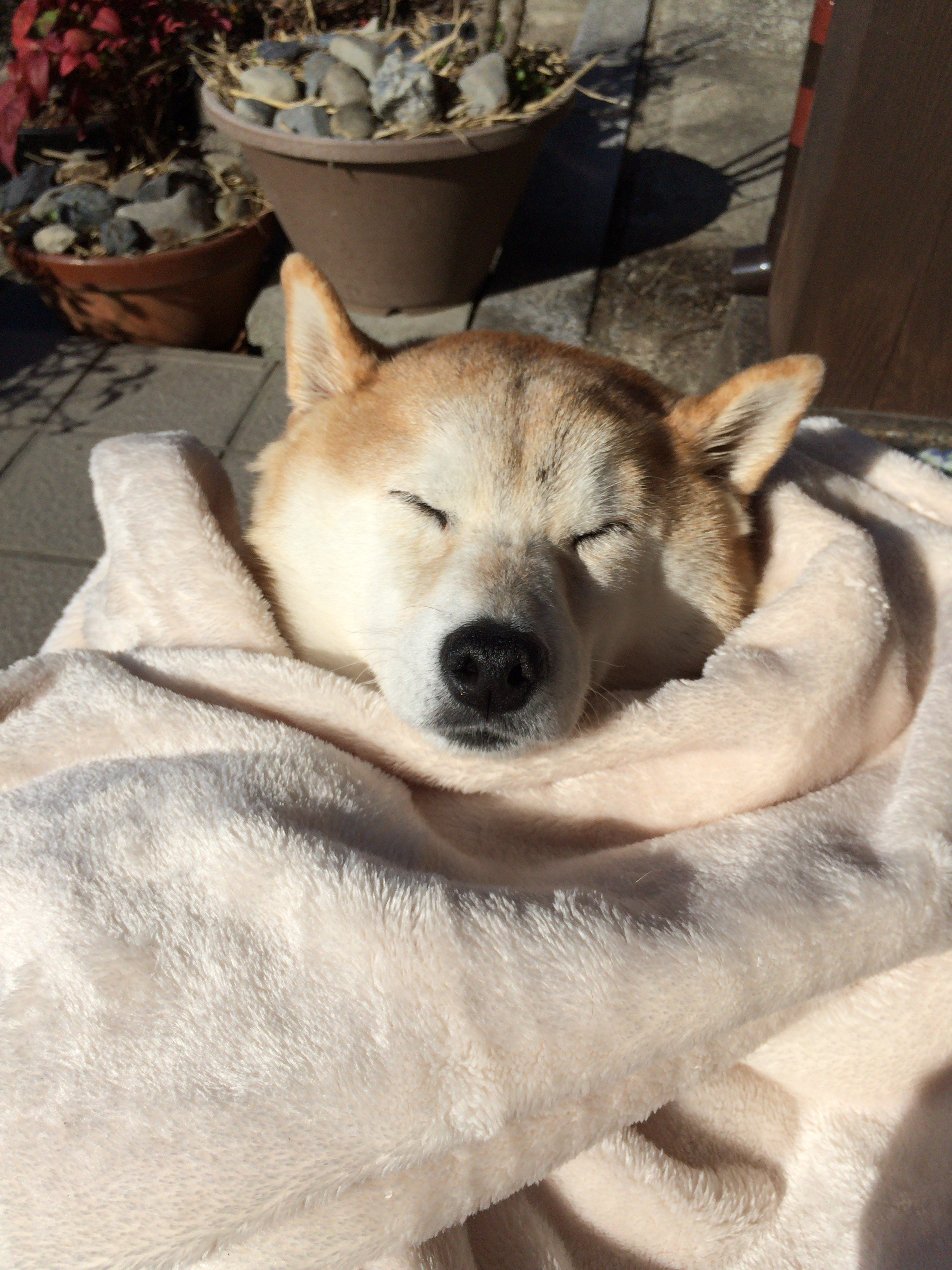 柴犬ちーちゃん ちーママ 今日はちーちゃんのお古の毛布やらを熊子さんにお渡ししに 保護センターに行って来ました 柴犬ブームのせいで捨てられる柴犬が増えているそう 柴犬好きの人はぜひ保護犬の検討もお願いします 成犬は性格もわかるし