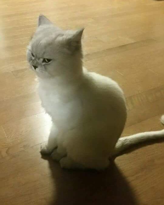 jssym's tweet photo. めっちゃおこってるㅋㅋㅋㅋㅋㅋㅋ

#猫 #おこってる #笑 https://t.co/IpvXs0ijfL