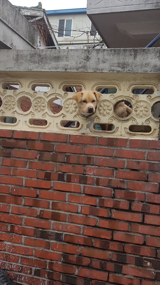pinguappa's tweet photo. 오늘 아침에 왠 개가 자꾸 짖어서 도대체 어디서 개가 짖느겨 했더니 이렇게있었다 뭐니 너 https://t.co/pu7SwFyKTu