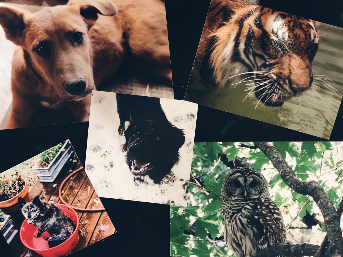 BKHSPhotography's tweet photo. CLUB MEETING: tuesday march 6th, right after school at the display case by the b-wing locker bay! come have cookies and help set up our march display! see you there! 📸📸📸 https://t.co/SLooqFCtUd
