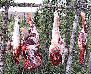 MobilSlaughter's tweet photo. How to ensure hygiene in #gamemeat ? THE SOLUTION IS MODULAR CONTAINER FOOD PROCESSING #africa #SouthernAfrica #zimbabwe #uganda #botswana #Ethiopia #namibia #hunters #kenya #ghana #abattoir #meat #southafrica #hunting #tunisia #africanmeat #game #safari #africanreserve #hunt https://t.co/spPVsxNqJV