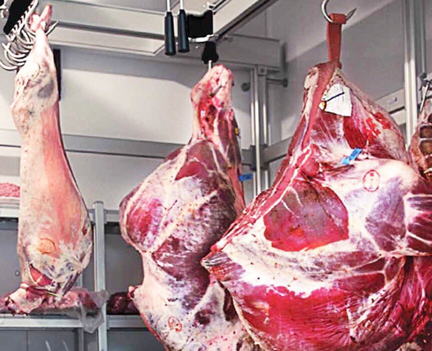 MobilSlaughter's tweet photo. How to ensure hygiene in #gamemeat ? THE SOLUTION IS MODULAR CONTAINER FOOD PROCESSING #africa #SouthernAfrica #zimbabwe #uganda #botswana #Ethiopia #namibia #hunters #kenya #ghana #abattoir #meat #southafrica #hunting #tunisia #africanmeat #game #safari #africanreserve #hunt https://t.co/spPVsxNqJV