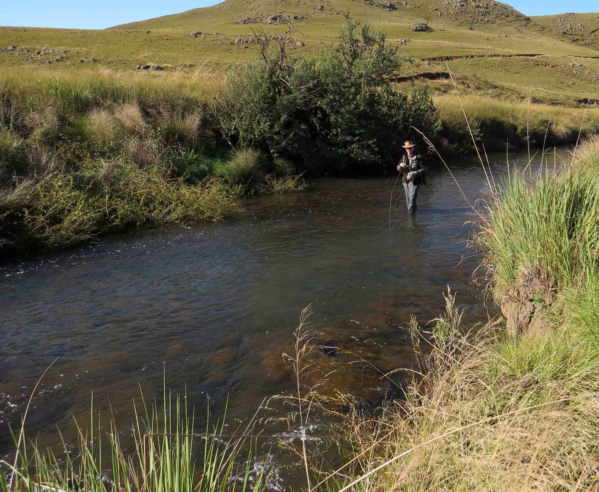 Truttablog's tweet photo. Late summer on the Mooi #troutstreams #flyfishing #troutbum #outdoors #livingthedream https://t.co/AFpajvwSwz