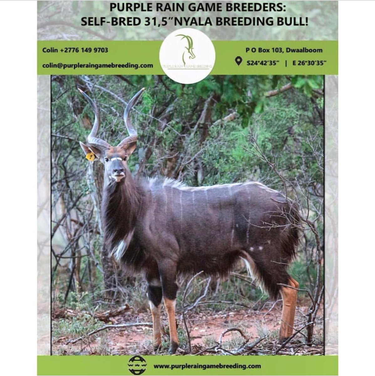PRGameBreeding's tweet image. The magnificent Purple Rain Game Breeders, self-bred 31.5” nyala breeding bull (Measured in 2016)! For more information on this breeding bull or on the Purple Rain Nyala Breeding Project, contact Colin at +27 76 149 9703 or email colin@purpleraingamebreeders.com