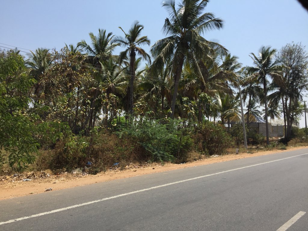 Why I haz mad skillz of drinking tender coconut sans straws: Coconut trees 🌴 everywhere in my land of birth. Plus, my mom was sure the straws were nasty and bred germs. #mysuru #banthestraw