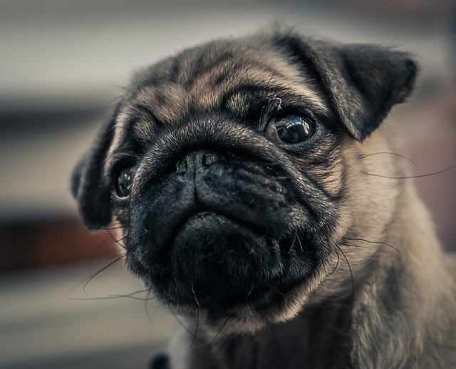 PugPics's tweet photo. DSC01268 https://t.co/TcjS1e2ZLs #Pugs https://t.co/6iTZXvAuuy