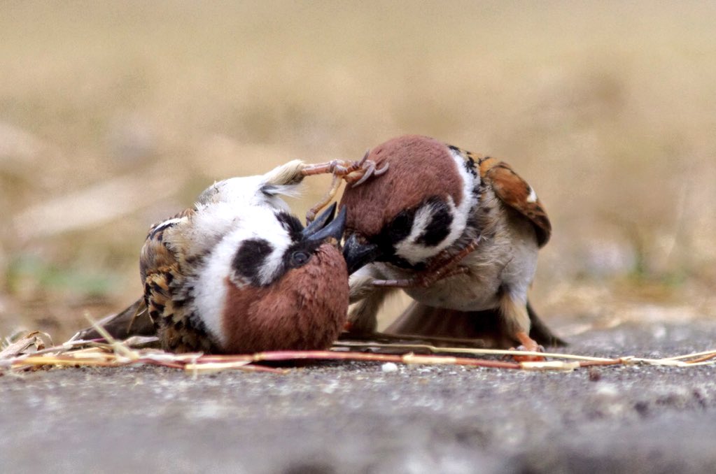 中野さとる Na Twitteru スズメのケンカはまるでレスリングのようです 雀 スズメ すずめ Sparrow 小鳥 T Co Nn0y5l7bac Twitter 中野さとる Na Twitteru スズメのケンカはまるでレスリングのようです 雀 スズメ すずめ Sparrow 小鳥 T Co Nn0y5l7bac Twitter