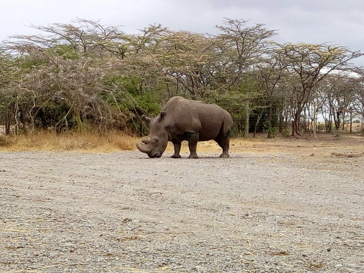 OlPejeta's tweet photo. The  resilience that Sudan is showing in the face of adversity is truly remarkable. Yesterday, he came out of his boma, took a stroll in the  larger enclosure and grazed peacefully. Our beloved Mzee has clearly not  lost the will to live and is not going down without a fight. https://t.co/a6ULh2Nump